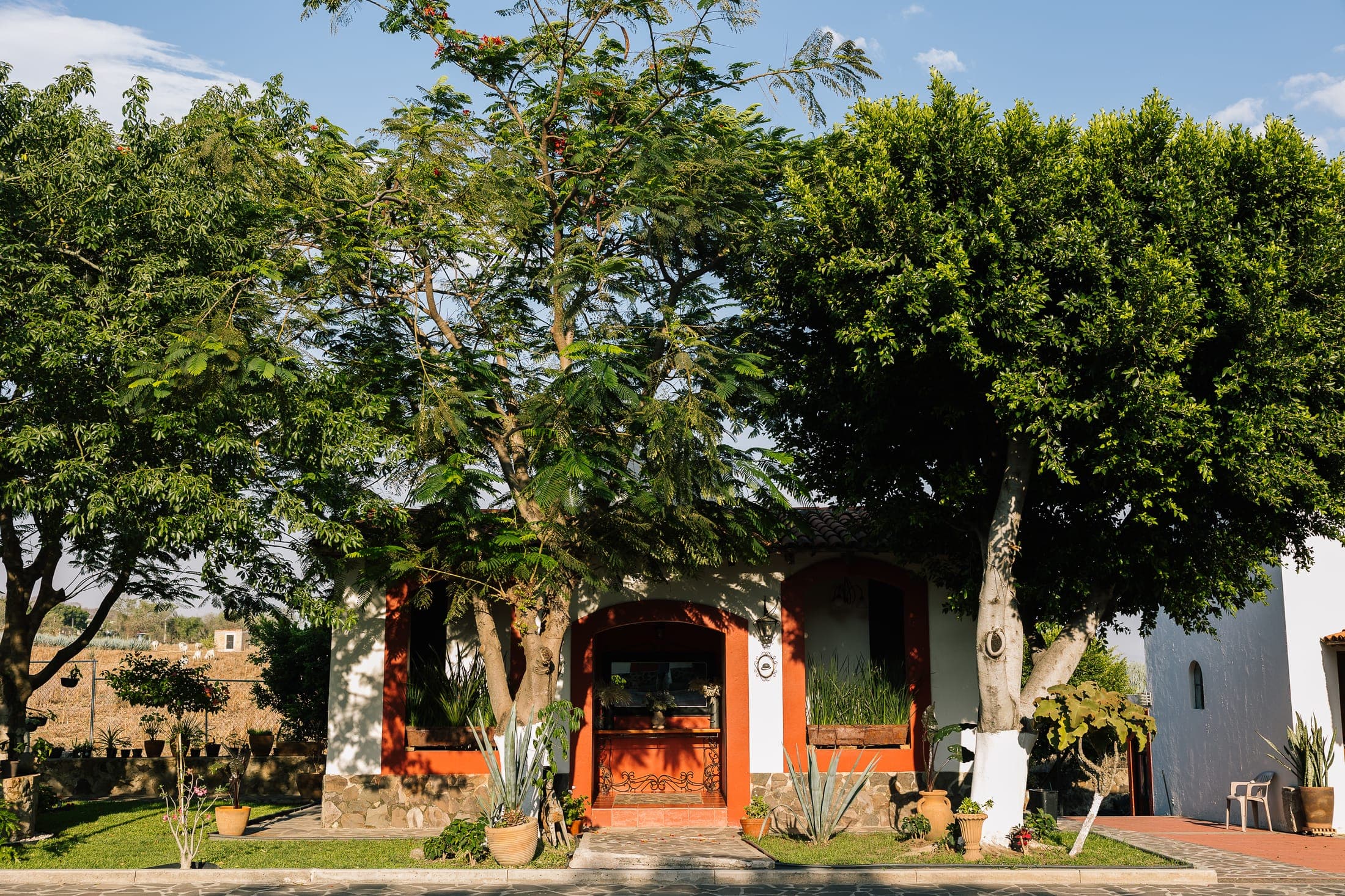 Áreas verdes y árboles centenarios de la hacienda